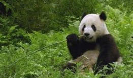 熊猫1108最新爆料,娱乐圈最新爆料大起底！